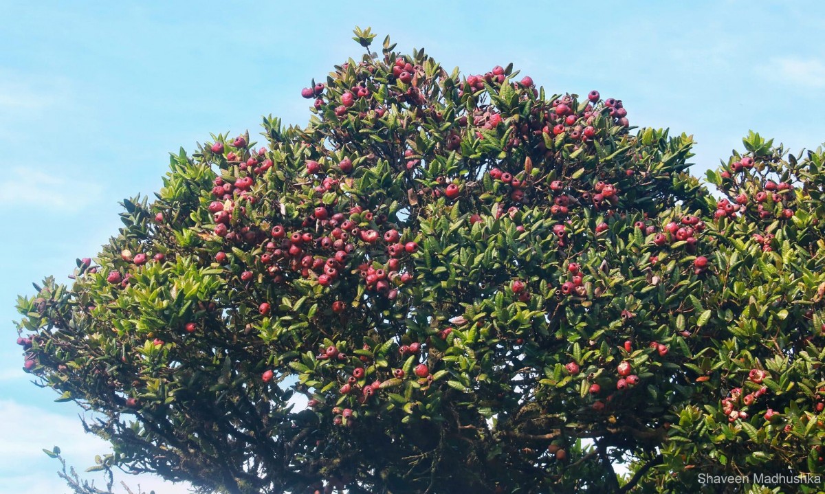 Syzygium turbinatum Alston